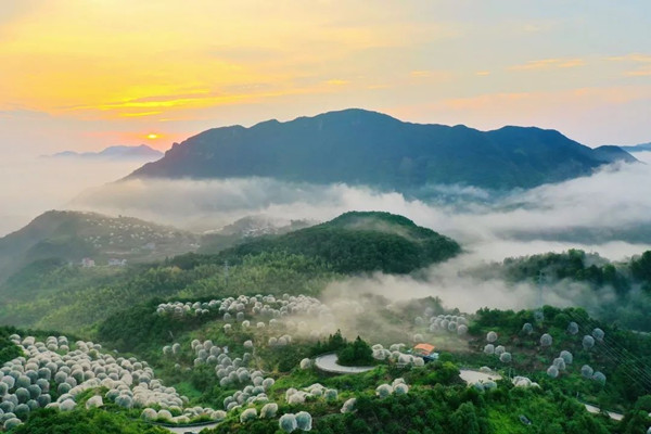 東魁楊梅 東魁楊梅
