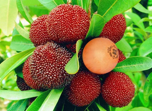 東魁楊梅 東魁楊梅