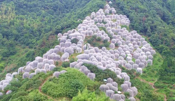 東魁楊梅 東魁楊梅